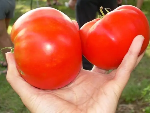 Tomato Cosmonaut Volkov: cultivation in the open field, greenhouse, greenhouse