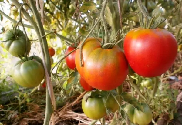 Tomato Cosmonaut Volkov: cultivation in the open field, greenhouse, greenhouse