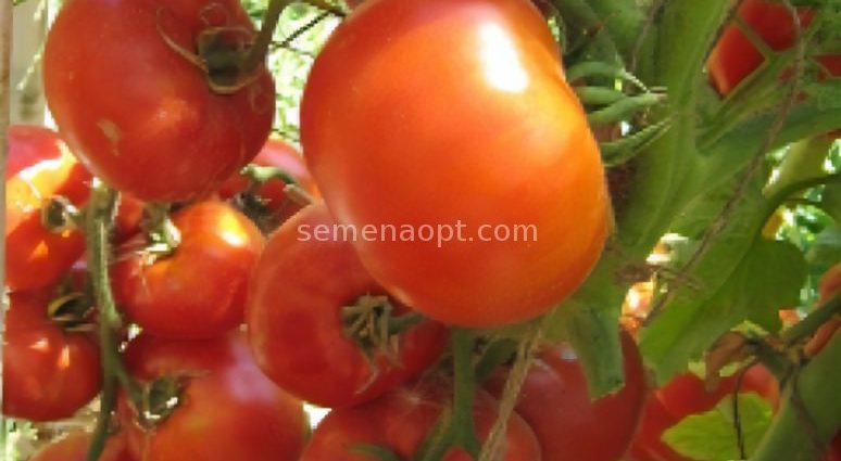 Tomato Cosmonaut Volkov: cultivation in the open field, greenhouse, greenhouse