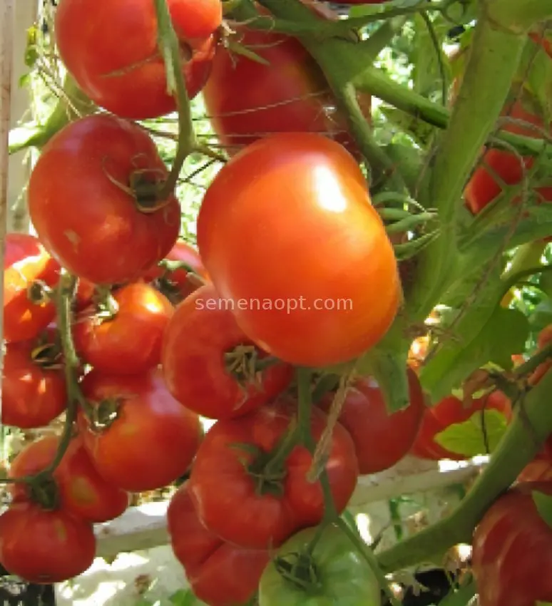 Tomato Cosmonaut Volkov: cultivation in the open field, greenhouse, greenhouse