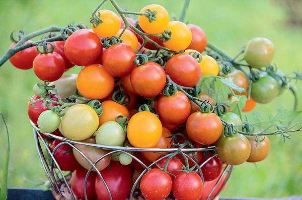 Tomato Country delicacy