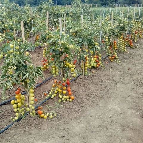 Tomato Country delicacy