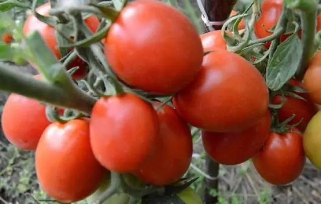 Tomato Countryman: reviews, photos, yield