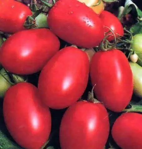 Tomato Countryman: reviews, photos, yield