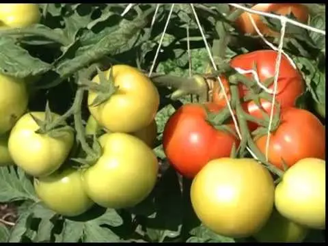 Tomato Countryman: reviews, photos, yield