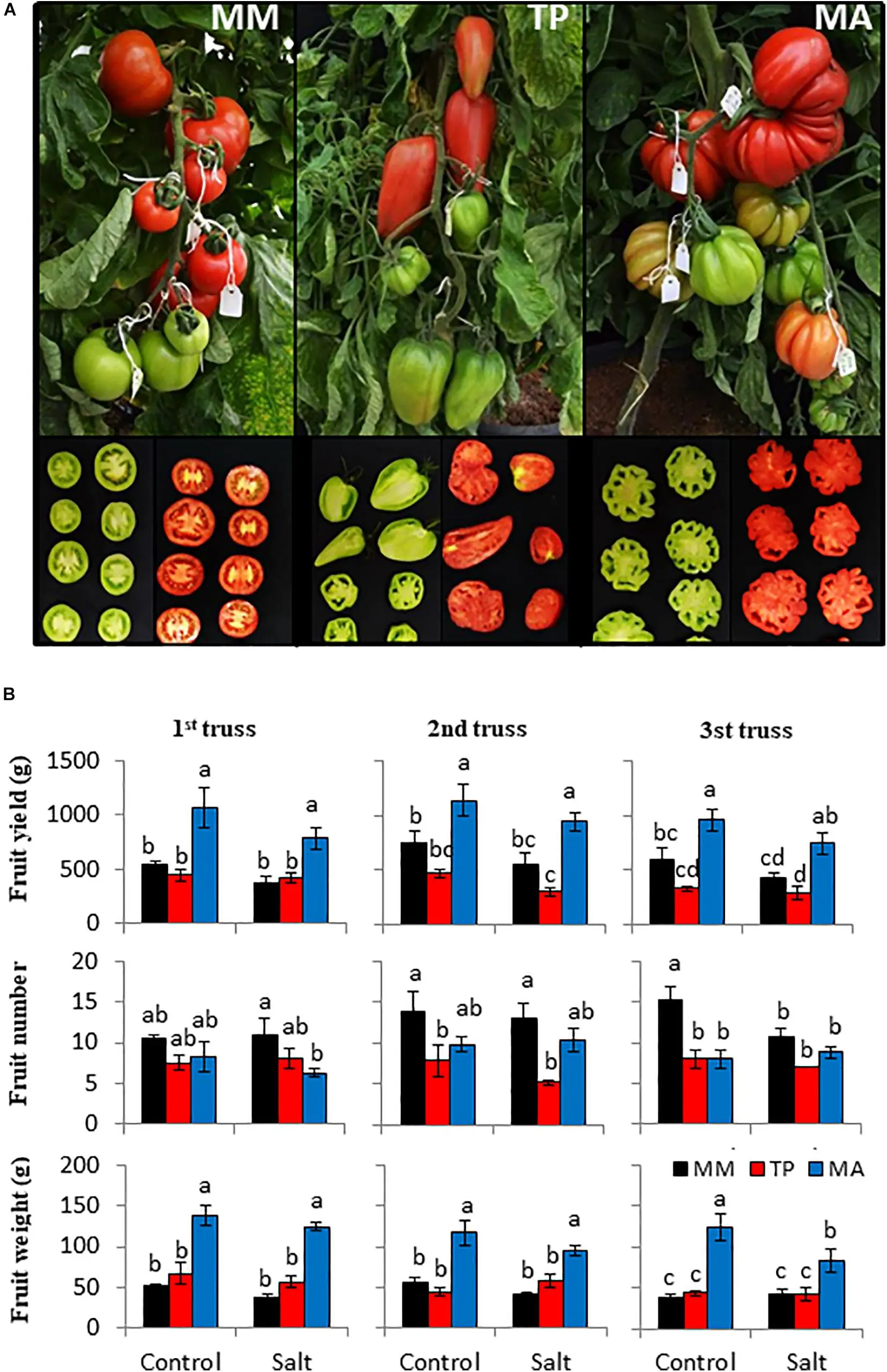 Tomato Countryman: reviews, photos, yield