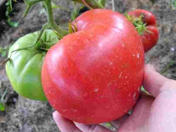 Tomato Cows heart: characteristics and description of the variety, yield indicators