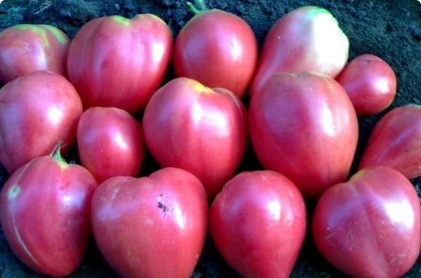 Tomato Cows heart: characteristics and description of the variety, yield indicators