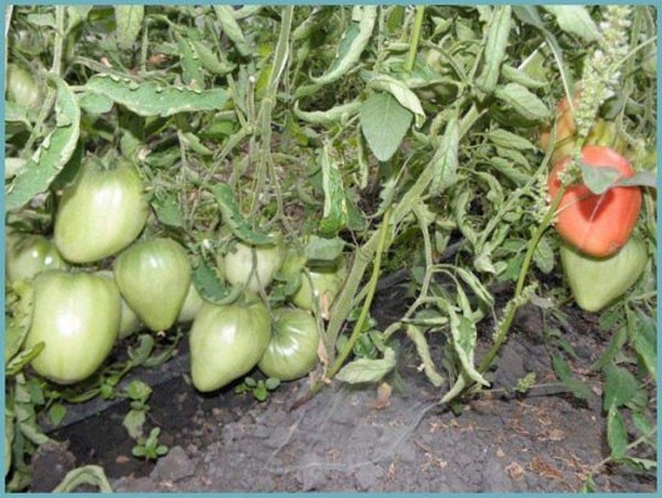 Tomato Cows heart: characteristics and description of the variety, yield indicators