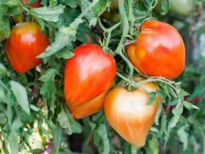 Tomato Cow&#8217;s heart: characteristics and description of the variety, yield indicators