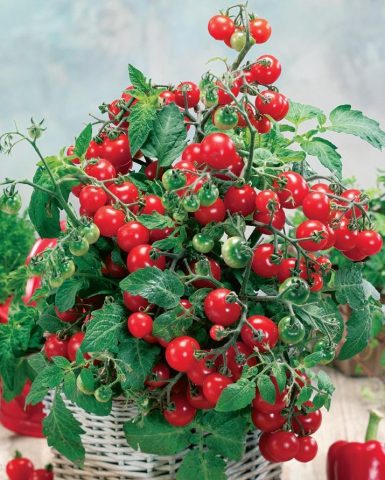 Tomato Cranberry in sugar: reviews, photos, yield