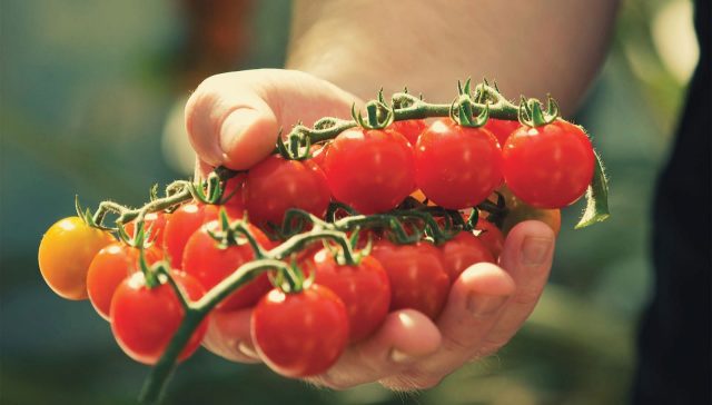 Tomato Cranberry in sugar: reviews, photos, yield