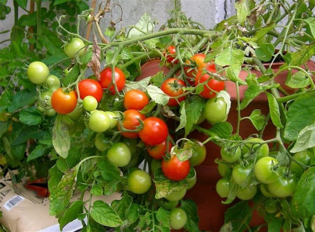 Tomato Cranberry in sugar: reviews, photos, yield