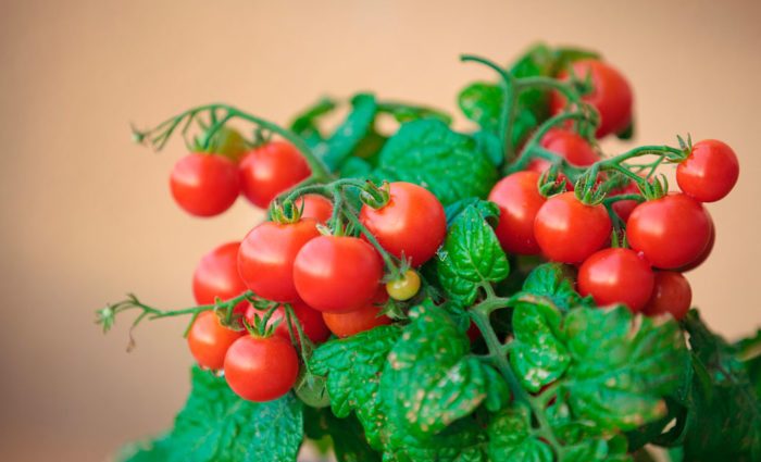 Tomato Cranberry in sugar: reviews, photos, yield