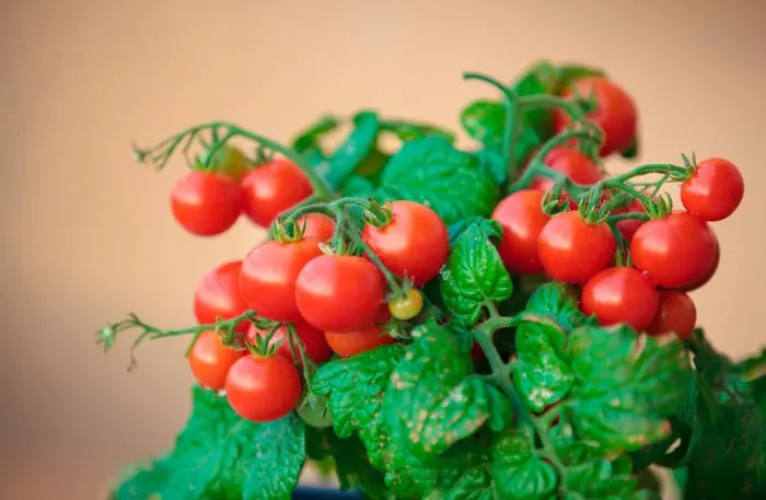 Tomato Cranberry in sugar: reviews, photos, yield