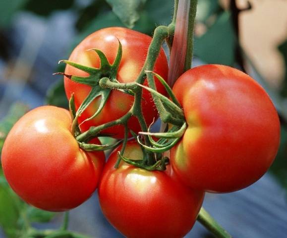 Tomato Dachnik: reviews, photos, yield