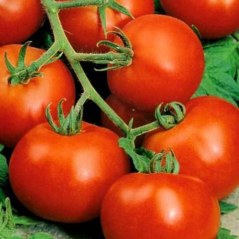 Tomato Dachnik: reviews, photos, yield