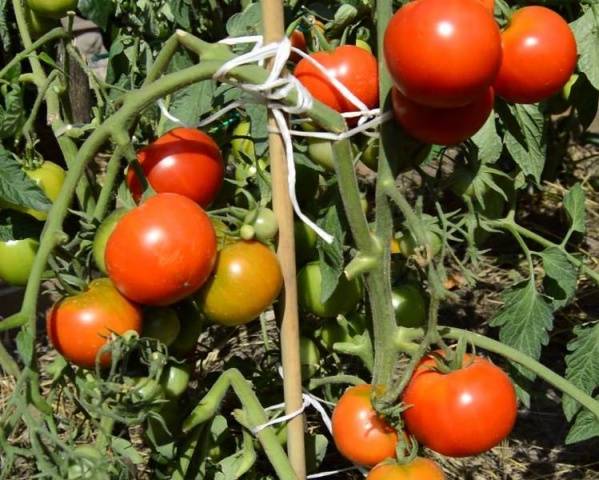 Tomato Dachnik: reviews, photos, yield