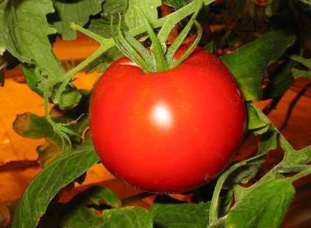 Tomato Dachnik: reviews, photos, yield