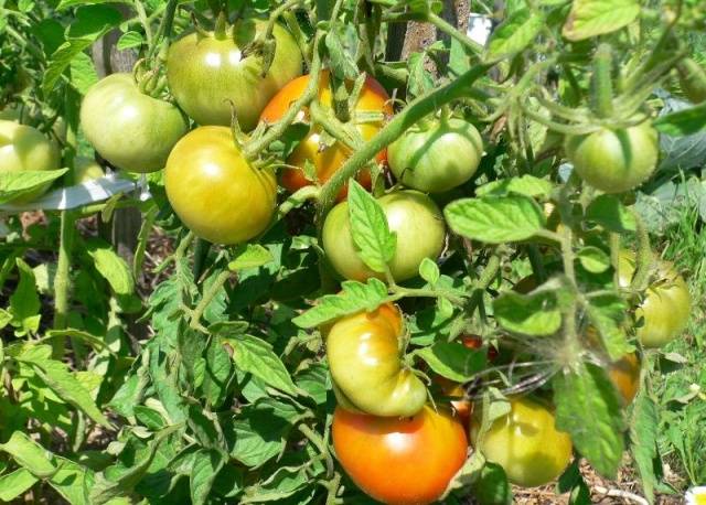 Tomato Dachnik: reviews, photos, yield