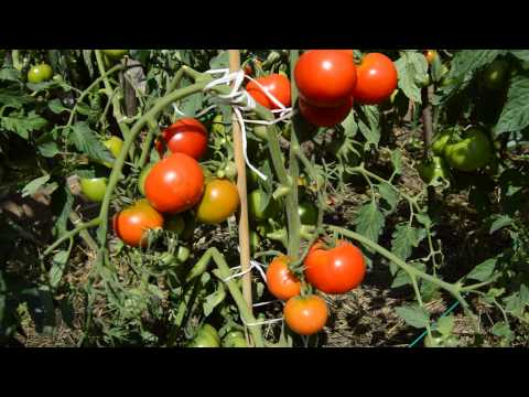 Tomato Dachnik: reviews, photos, yield