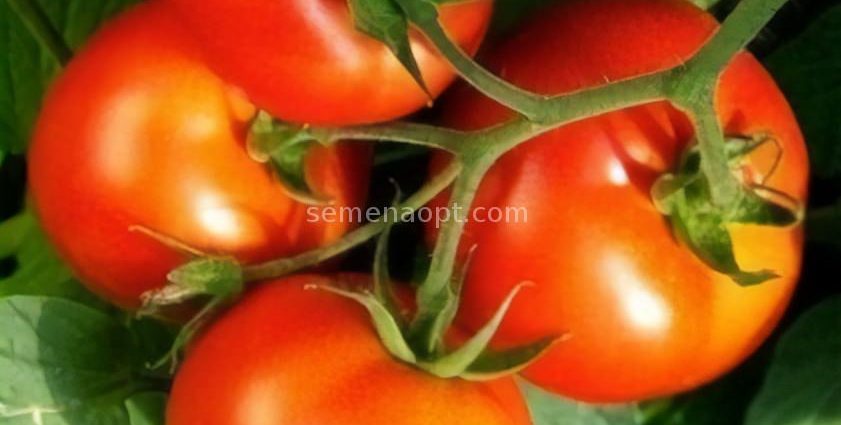 Tomato Dachnik: reviews, photos, yield