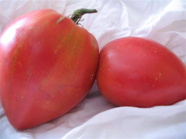 Tomato Danko: reviews, photos, yield