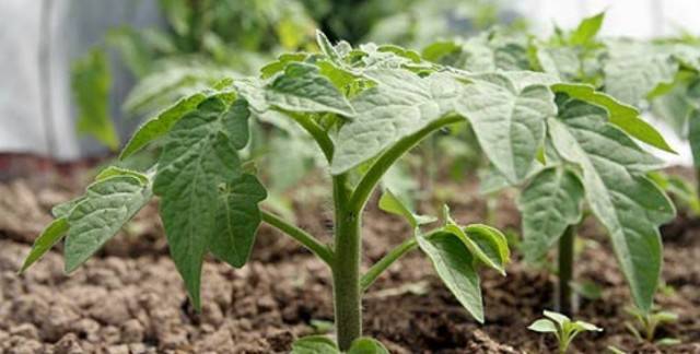 Tomato Danko: reviews, photos, yield