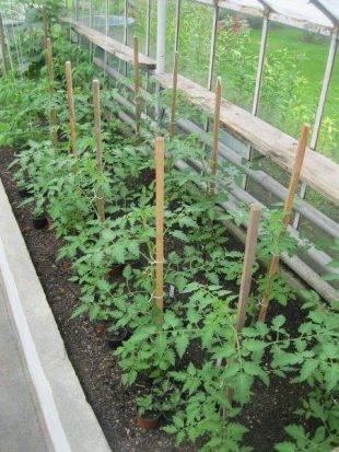 Tomato Danko: reviews, photos, yield