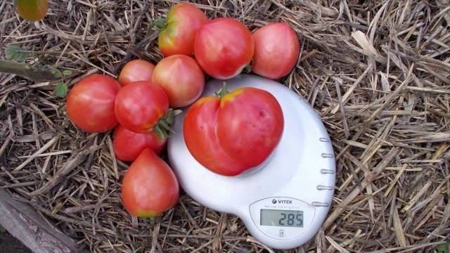 Tomato Danko: reviews, photos, yield