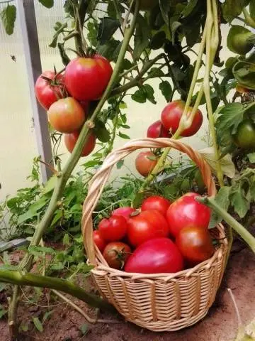 Tomato Danko: reviews, photos, yield