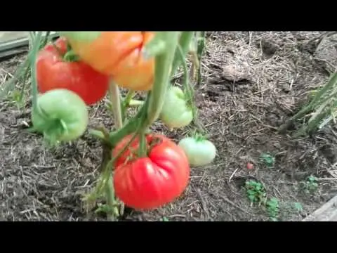 Tomato Danko: reviews, photos, yield