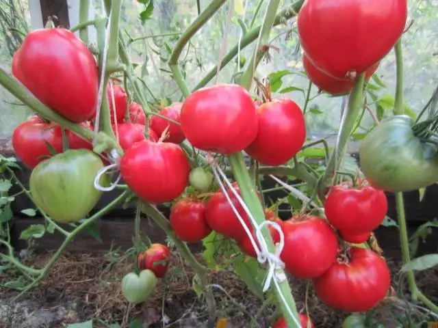 Tomato Danko: reviews, photos, yield