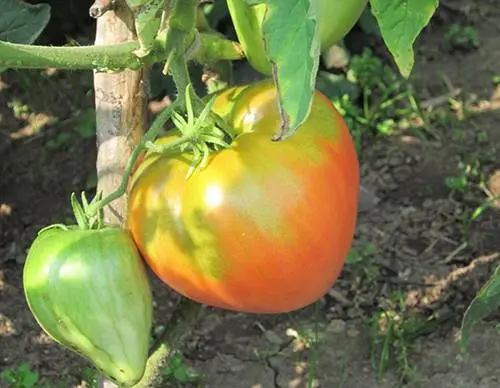 Tomato Danko: reviews, photos, yield