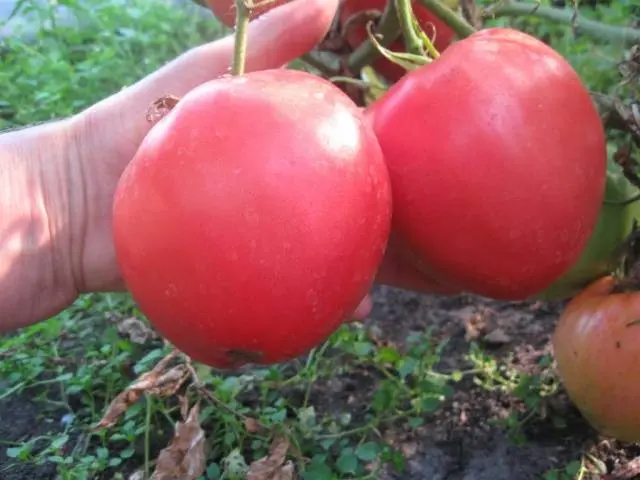 Tomato Danko: reviews, photos, yield