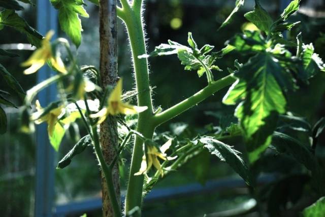 Tomato Danko: reviews, photos, yield