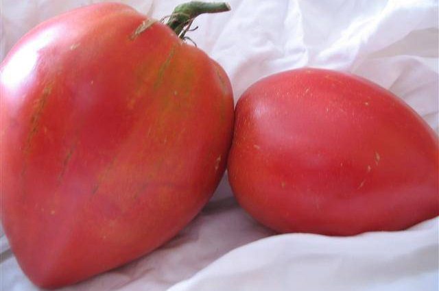 Tomato Danko: reviews, photos, yield