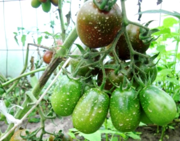 Tomato de barao black: description, photo, advantages