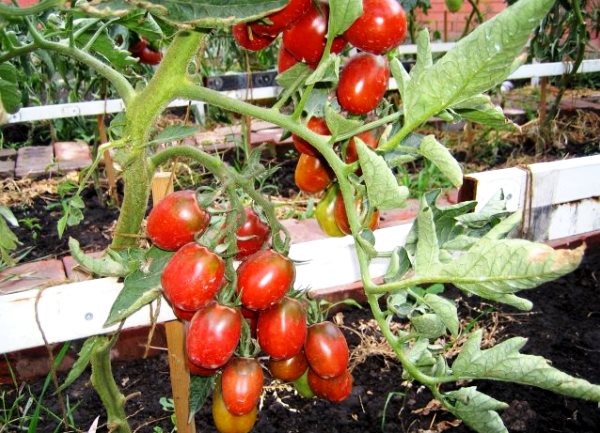 Tomato de barao black: description, photo, advantages