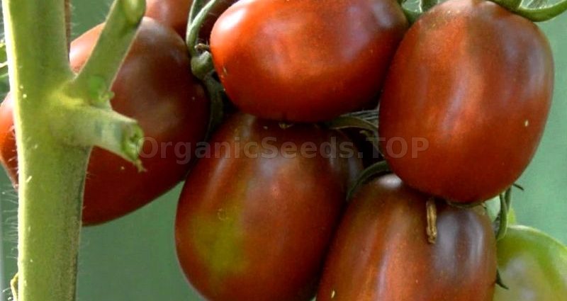 Tomato de barao black: description, photo, advantages