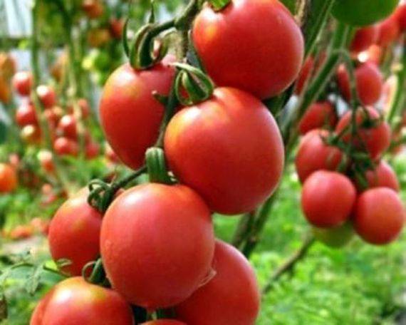 Tomato De Barao: characteristics and description of the variety