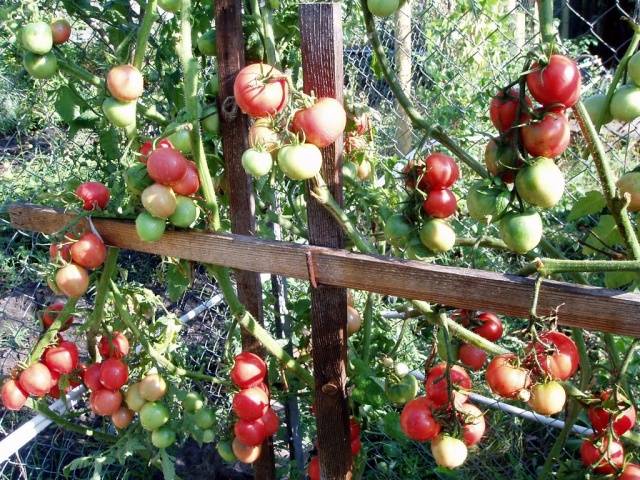 Tomato De Barao: characteristics and description of the variety