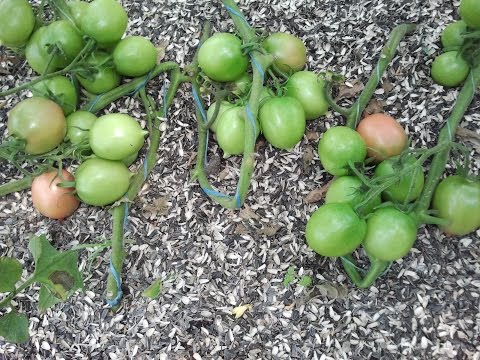 Tomato De Barao: characteristics and description of the variety