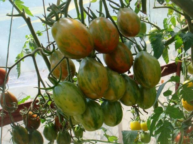 Tomato De Barao: characteristics and description of the variety