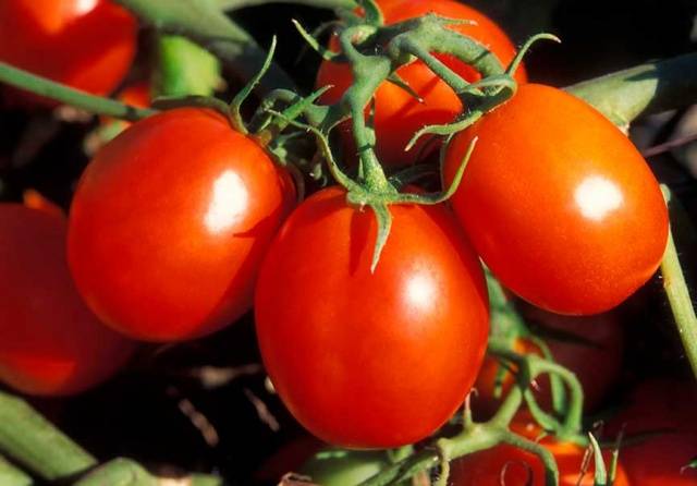 Tomato De Barao: characteristics and description of the variety