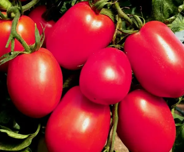 Tomato De Barao Pink - a unique indeterminate variety