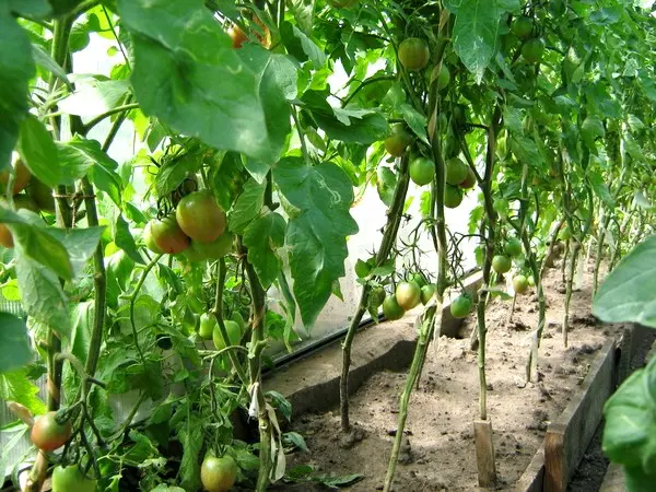 Tomato De Barao Pink - a unique indeterminate variety