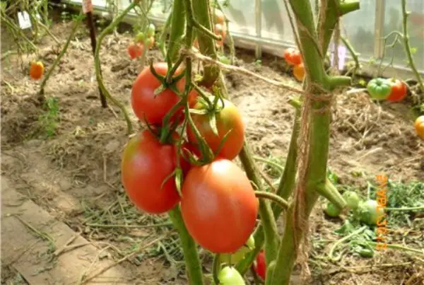 Tomato De Barao Pink - a unique indeterminate variety