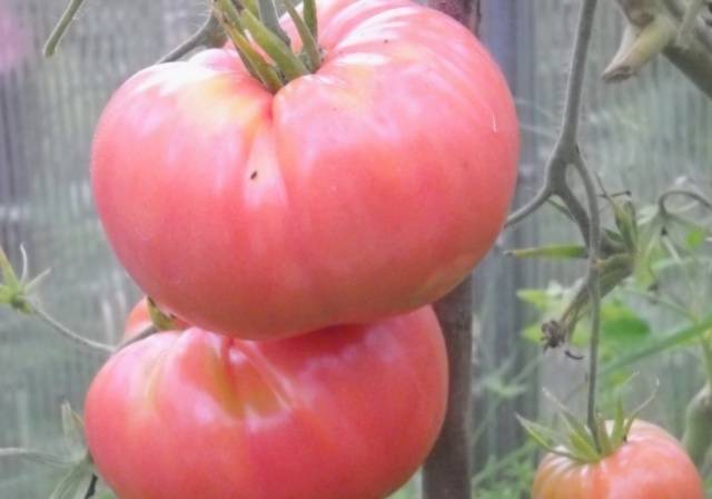 Tomato Demidov: reviews, photos, yield