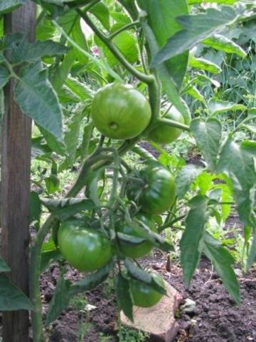 Tomato Demidov: reviews, photos, yield